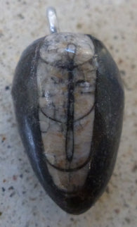 Orthoceras Fossil Pendants