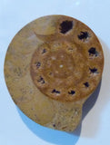 Ammonite Fossil Art - She-Rock Canada