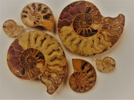 Fossil Art &amp; Fossil &amp; Rock-Renovations