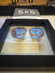 Custom 5*5" Ammonite Pair Black Glass Frame-CEGA Speaker Gift