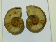 Fossil Ammonite Slice Art - She-Rock Canada