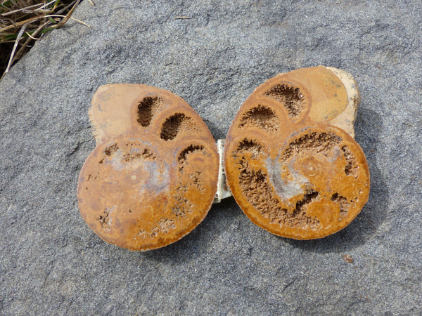Fossil Ammonite Slice Wall Art - She-Rock Canada