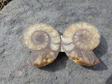 Fossil Ammonite Slice Wall Art - She-Rock Canada