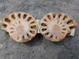 Fossil Ammonite Slice Wall Art - She-Rock Canada