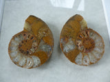 Ammonite Fossil Art - She-Rock Canada