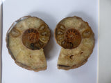 Ammonite Fossil Art - She-Rock Canada