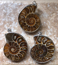 Ammonite Slice with Silver Rim Pendant - She-Rock Canada